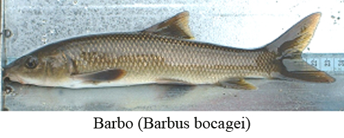 Barbo